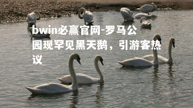 bwin必赢官网-罗马公园现罕见黑天鹅，引游客热议